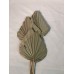 PALM SPEAR MEDIUM 4-5" Natural-